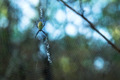 Argiope trifasciata 