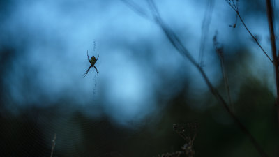 Argiope trifasciata 