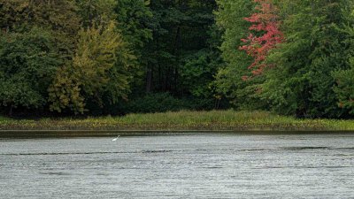 Grande Aigrette