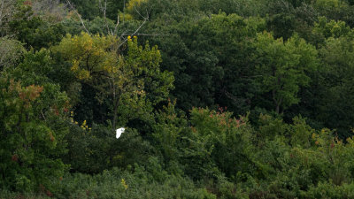  Grande Aigrette 