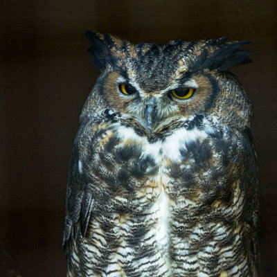 Grand Duc 