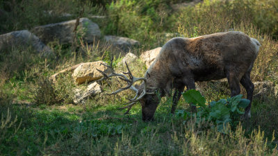 Caribou des bois 