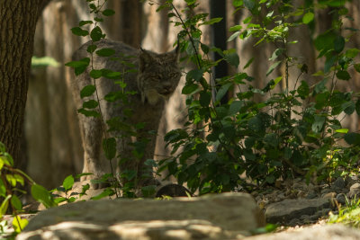  Lynx