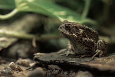  Crapaud 