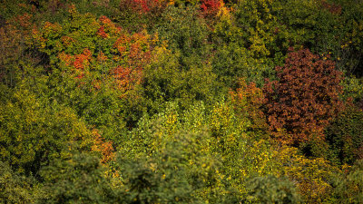  Feuilles 