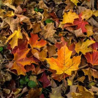 Feuilles 