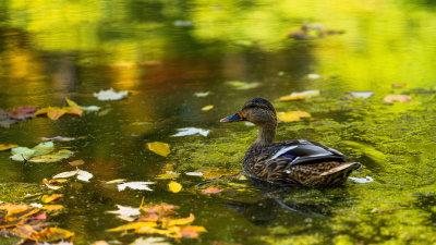 Colvert 