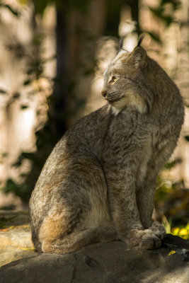  Lynx