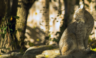  Lynx 