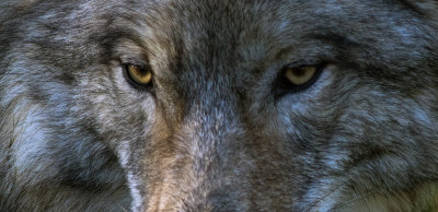 Loup gris 