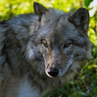 Loup gris 