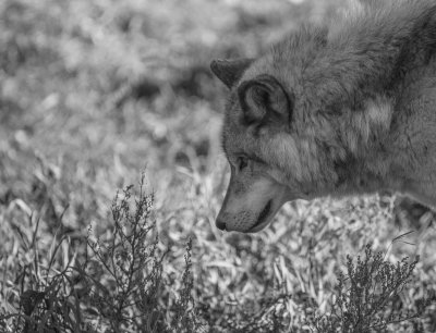 20161019_0019 Loup gris - 6388.jpg