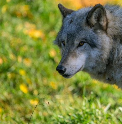 Loup gris 