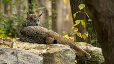  Lynx du Canada 