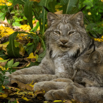 20161019_0240 Lynx du Canada - 2339.jpg