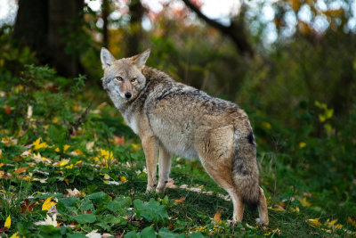 Coyote