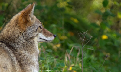 Coyote