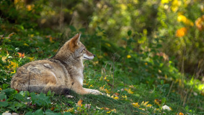  Coyote 