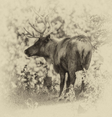 Caribou des bois 