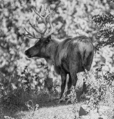 Caribou des bois 