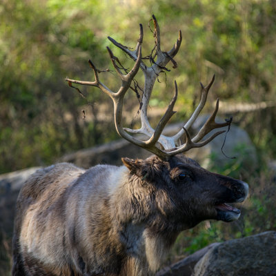 Caribou des bois