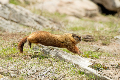 Marmotte à ventre jaune - Yellow-bellied marmot - Marmota flaviventris