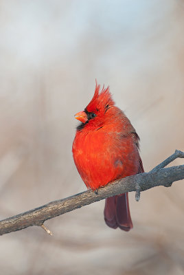 Cardinal rouge - Northern cardinal - Cardinalis cardinalis