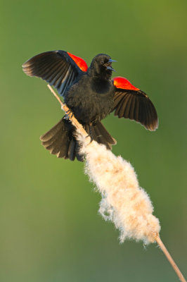 Carouge à épaulettes - Red-winged blackbird - Agelaius phoeniceus