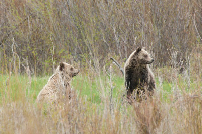 Grizzly - Grizzly - Ursus arctos
