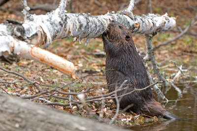 Castor - Beaver - Castor canadensis