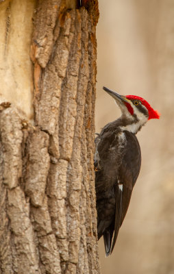 Grand pic - Pileated woodpecker - Dryocopus pileatus