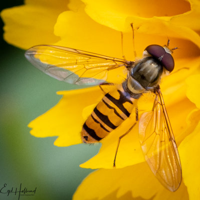 insekter