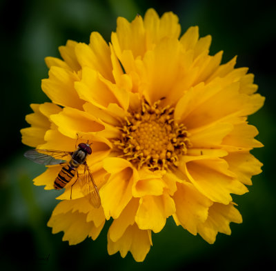 insekter-2838.jpeg
