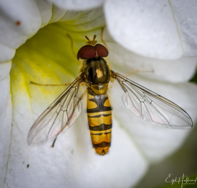 insekter ef-2436.jpeg