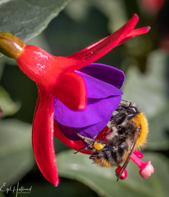 insekter-2727.jpeg