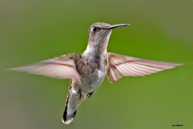 Colibri  gorge rubis mle juvnile.jpg