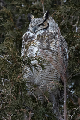 Grand Duc.jpg