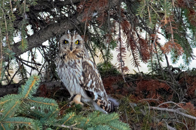 Hibou des marais.jpg