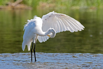 Grande aigrette.jpg