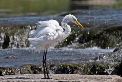 Grande aigrette.jpg