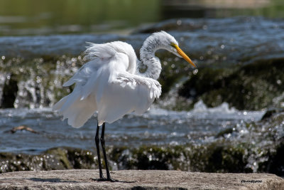 grande aigrette.jpg