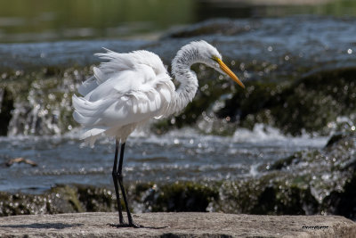 Grande aigrette.jpg