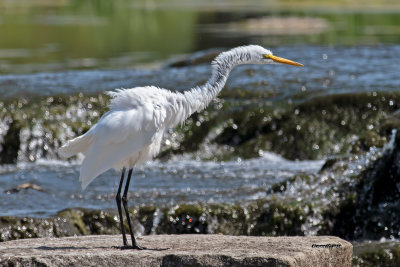 Grande aigrette.jpg