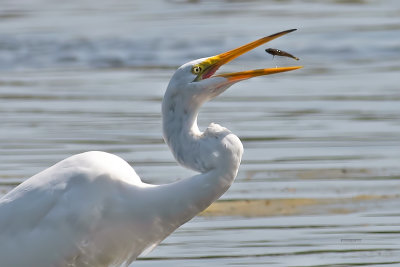 Grande aigrette.jpg