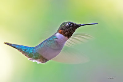 Colibri  gorge rubis mle.jpg