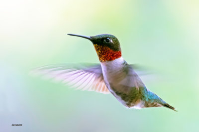 Colibri  gorge rubis mle.jpg