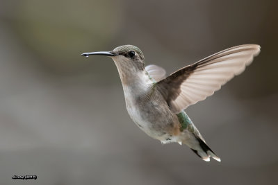 colibri  gorge rubis femelle.jpg