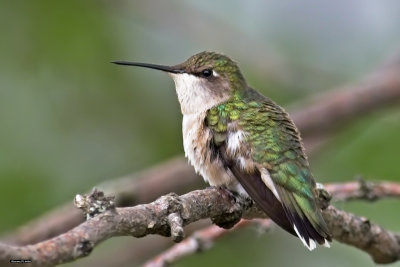 Colibri  gorge rubis femelle.jpg