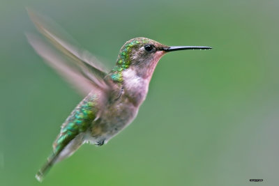 Colibri  gorge rubis femelle.jpg