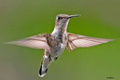 Colibri  gorge rubis mle juvnile.jpg